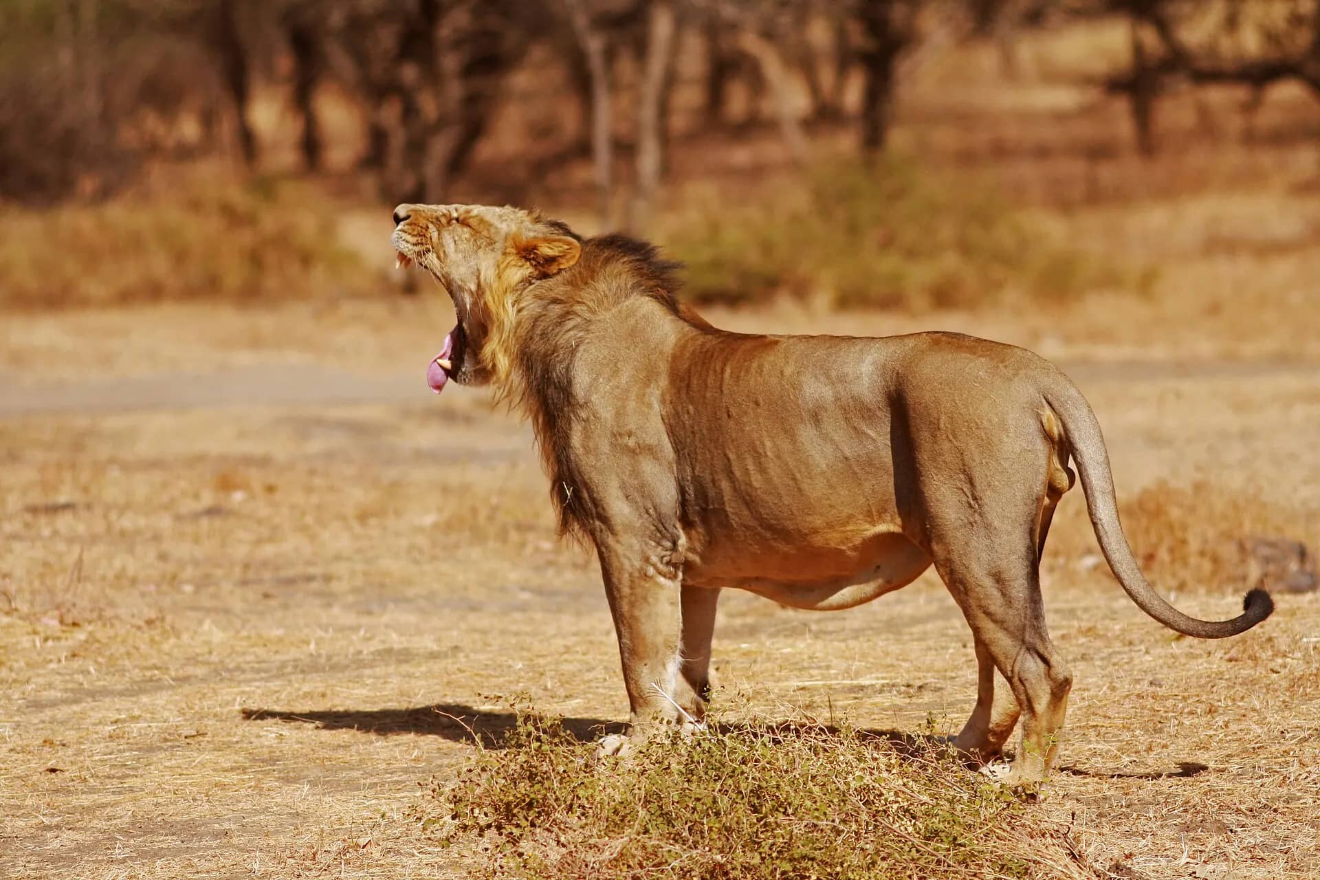 Asiatic lion at Gir National Park